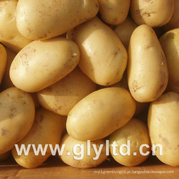 Qualidade exportada de batata fresca da Holanda